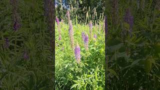 Invasive Plant  Lupine  Lupinus Perennis in Minnesota conservation nature [upl. by Crowns]