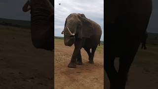 Elephant  Elephant sounds 🐘 1 [upl. by Gusella]