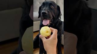 My Dog Loves Apple doglover lucky [upl. by Oyam694]