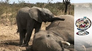 Caring for Baby Refugee Elephants 2010 [upl. by Aivil]