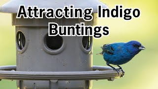 Attracting Indigo Buntings [upl. by Lucic]