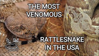 The most venomous rattlesnake in the USA  deadly Mojave rattlesnake vs Western Diamondback [upl. by Pippy]