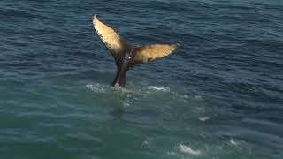 Whale Watching Cruise Bar Harbor Maine [upl. by Corry]