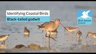 Identifying Coastal Birds blacktailed godwits [upl. by Anihta]