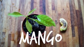 MANGO🥭Come far germogliare il SEME [upl. by Ynoffit]