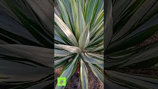 agave nectar 🍖🐝 green energy naturebeauty shortsvideo viral medicinalplants9 [upl. by Suzan]