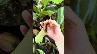 Nepenthes Lowii x Truncata carnivorousplant plant plants nepenthes nepentheslowiixtruncata [upl. by Heather]