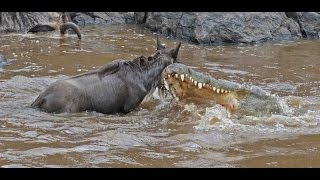 The Great Migration at Masai Mara  Live capture of crocodile hunting wildebeest [upl. by Esilenna626]