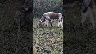 Longhorn Cattle cows [upl. by Prosper893]