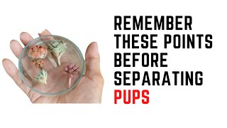 REMEMBER THESE POINTS BEFORE SEPARATING PUPS [upl. by Becky204]