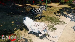 Elder Lions Last Hunt  Animalia Survival [upl. by Levan411]