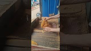 Process Of Kneading Cut Tobacco By Hand [upl. by Sharman468]