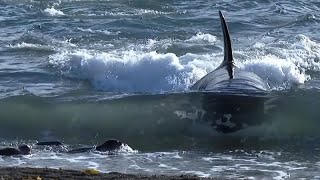 Sea Life Documentary  Monster Killer Whales Hunting Elephant Seals [upl. by Akir587]