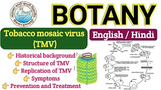 TMV Virus  Replication of TMV  TMV VIrus BSC 1st year  Structure of TMV  Life Cycle of TMV [upl. by Neelsaj]