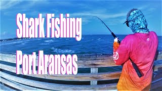 Shark Fishing from the Pier Catching Sharks Spadefish and Sand Trout in Port Aransas Texas [upl. by Swinton]