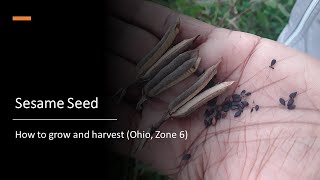 Sesame Seed How to grow and harvest Ohio Zone 6 [upl. by Tiana]