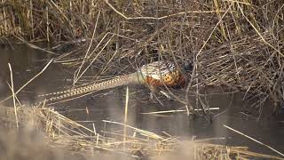 RingNecked Pheasant Just South of SaxZim Bog [upl. by Llehcor]