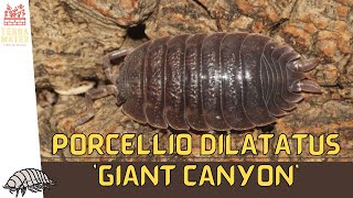 PORCELLIO DILATATUS GIANT CANYON A Quick Guide to These Magnificent Isopods [upl. by London907]