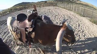 Texas Longhorn Saddle Cattle learning to ride [upl. by Ahseiyn]