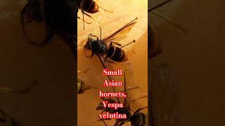 VESPA VELUTINA SMALL ASIAN HORNET DANGEROUS INVASIVE SPECIES Vespidae Wasps [upl. by Anelak]