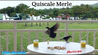 Oiseaux des Antilles  Quiscale Merle  caribbean bird  Carib Grackle  Martinique  972  France [upl. by Rutter]