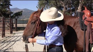 Myler Curb Bit Adjusting a Curb Bit with a Western Headstall [upl. by Minna]