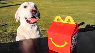 LABRADOR HAS FIRST MCDONALDS HAPPY MEAL [upl. by Assedo]