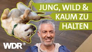 Hund in der Pubertät Was tun  Hunde verstehen  S04E04  WDR [upl. by Malcom]