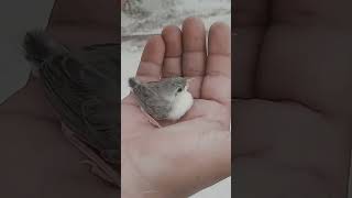 Cute Baby Sparrow [upl. by Rennane282]