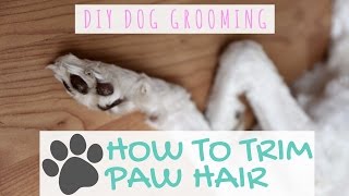 DIY Dog Grooming  How to Trim Paw Hair [upl. by Patnode]