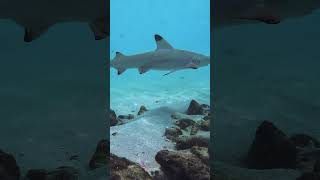 Snorkelling with Sharks by Amilla Maldives [upl. by Giarg]