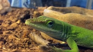 How to Catch a Green Anole [upl. by Eric]