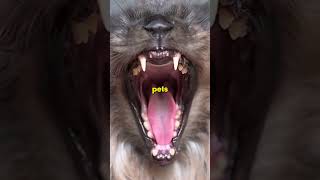 Top 3 Most Popular Cat Breeds You Need to See 2024 cat catbreed shorts catlover [upl. by Enecnarf]