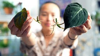 The BEST Method to Propagate a Philodendron Micans [upl. by Hulbert697]