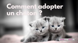 Comment Adopter un Chaton et ce quil Faut Préparer pour Bien lAccueillir [upl. by Reidar]