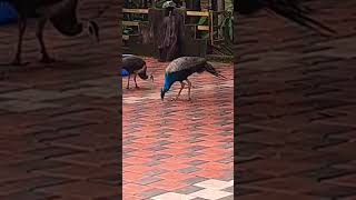 Randu perum busy aanu 😃😃😍😍peacock shortvideo [upl. by Prissie346]