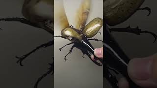 This is a Hercules Beetle [upl. by Keefe]