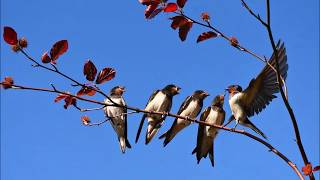 Canto della Rondine  Richiamo [upl. by Jayne]