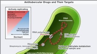 Anti tb drugs lecture no 2 [upl. by Krongold]