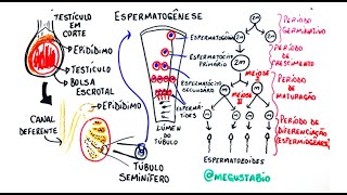 Gametogênese masculina  Resumo Professor Gustavo Schmidt [upl. by Atteuqram612]