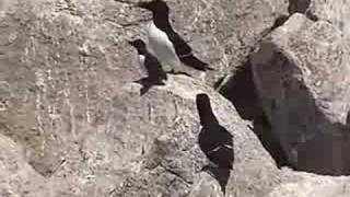 Razorbill Father Leads Chick to Sea from Projectpuffinorg [upl. by Ylam]