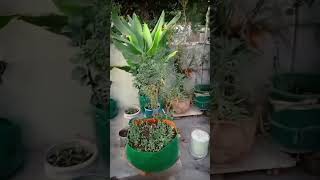 Rooftop garden tour  short  plant  nature  gardening [upl. by Joline]