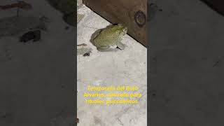 🐸 Bufo Alvarius 🐸 de Sonora🌵 [upl. by Marti515]