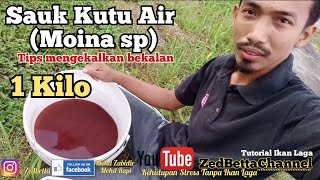 Sauk Kutu Airmoina sp 1kilo [upl. by Eindys651]