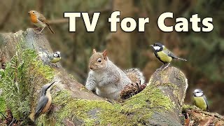 Cat TV Videos  Birds and Squirrels for Cats to Watch Forest Extravaganza ⭐ 8 HOURS ⭐ [upl. by Betthel]