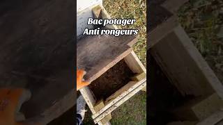 Bac potager anti rongeur jardin jardinage legumes permaculture potager rongeurs shortsvideo [upl. by Fitts]