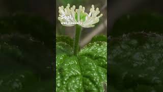 The Power of Goldenseal Tincture Unveiling Natures Healing Elixir [upl. by Anidal]