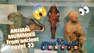 ANIMAL MUMMIES from ancient egypt 👀 egypt مصر اكسبلور museum egyptian history ancient ترند [upl. by Nirad]