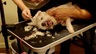 Dog Live Grooming [upl. by Enasus]