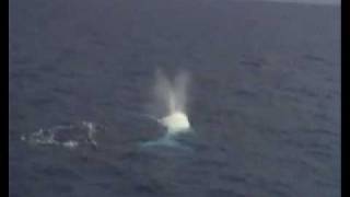 Migaloo  Albino Humpback Whale on The Great Barrier Reef [upl. by Nolyag]